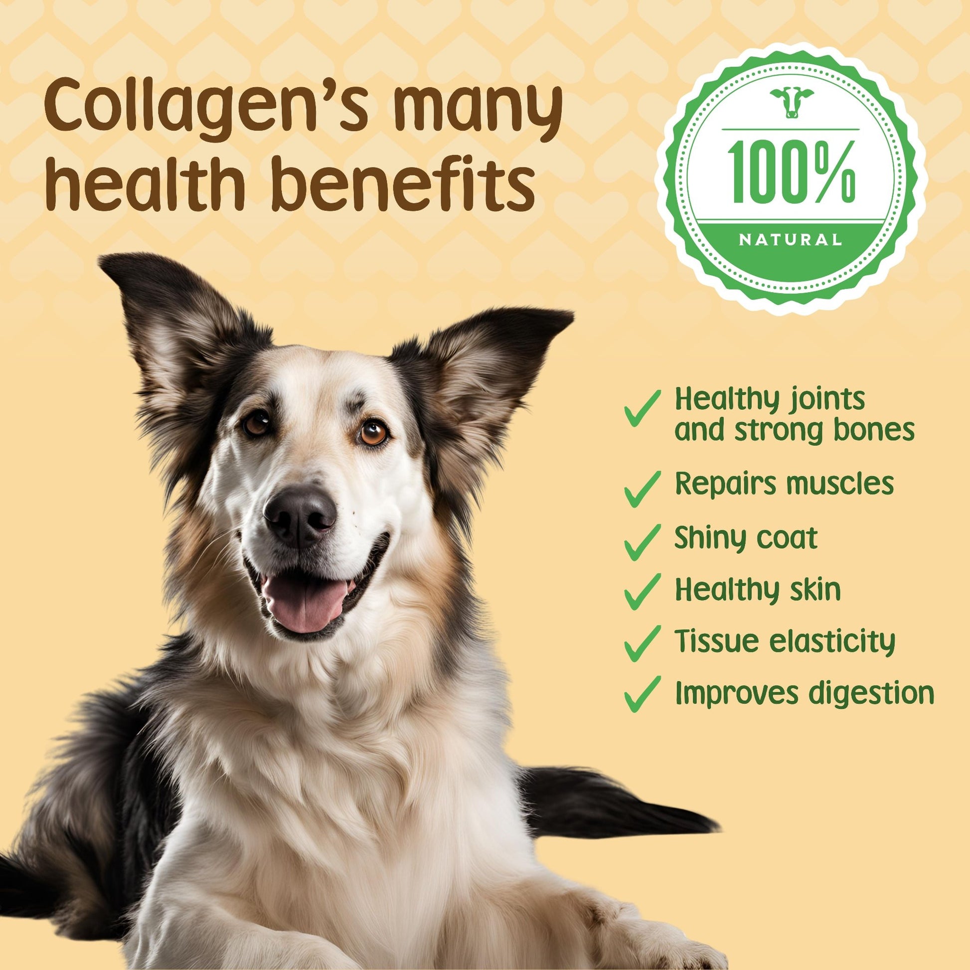 Benefits of collagen for dogs include healthier joints, muscles and coat.