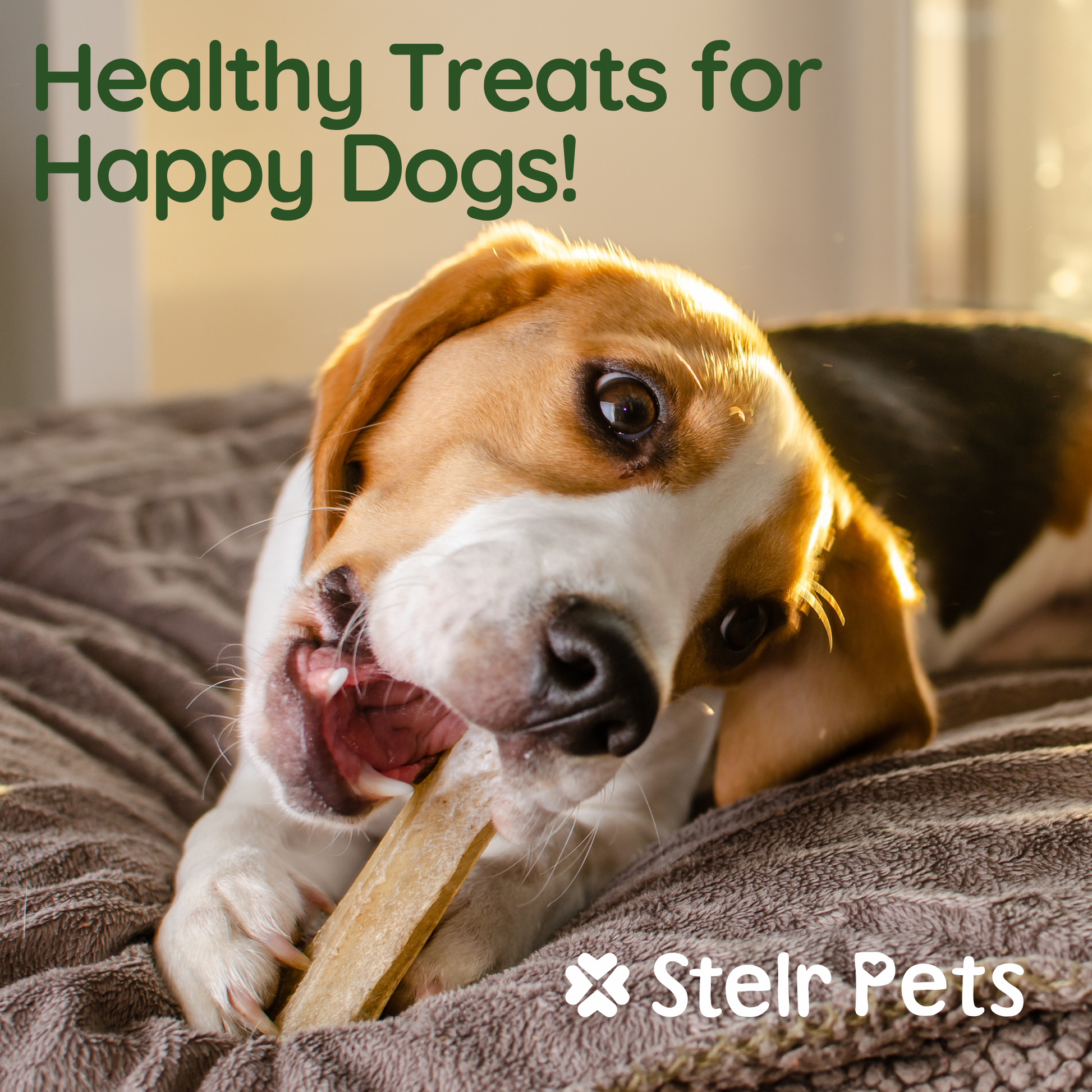 A happy dog chewing on a split deer antler from Stelr Pets.